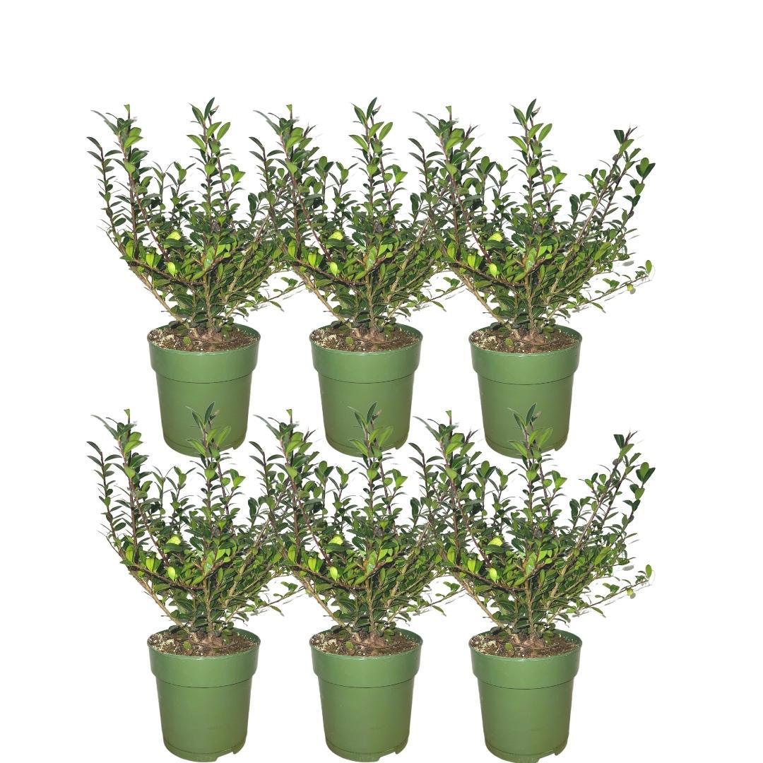 Plants by Frank - 1 meterHulst haag - Ilex crenata 'Jenny'® - Set van 6 winterharde haagplanten - Groenblijvende haag - Vers van de kwekerij geleverd