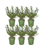 Plants by Frank - 1 meterHulst haag - Ilex crenata 'Jenny'® - Set van 6 winterharde haagplanten - Groenblijvende haag - Vers van de kwekerij geleverd