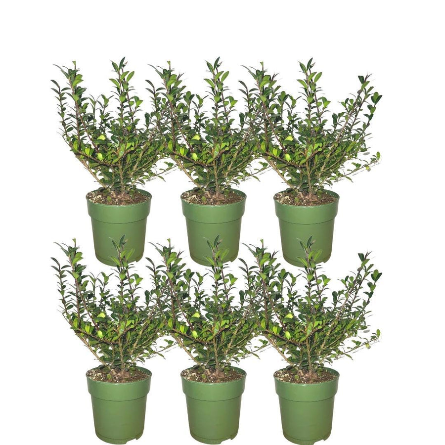 Ilex crenata 'Jenny'® — Hulsthaag, 6 planten (1 strekkende meter)