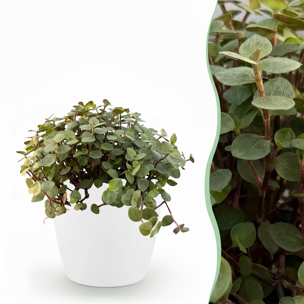 Green boutiQ - Kamerplant - Calissia repens - Kattengras - Huisdiervriendelijk - Groen - 1 Plant - met Potter Wit - Pot 12cm - Hoogte 17-20cm