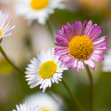 24x Erigeron karvinskianus - ↕10-25cm - Ø9cm
