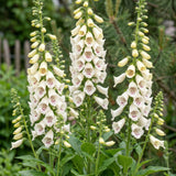 Green boutiQ - Vasteplant - Digitalis purp. Dalmatian White - Vingerhoedskruid - Schaduw - Wit - 1 Plant - Pot 11cm - Hoogte 15-25cm