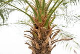 Phoenix Roebelenii op stam - 190cm - 190cm