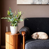 Green boutiQ - Kamerplant - Phlebodium aureum Blue Star - Blauwe Varen - Huisdiervriendelijke Plant - Blauw - 2 Planten - met Potter Wit - Pot 12cm - Hoogte 25cm