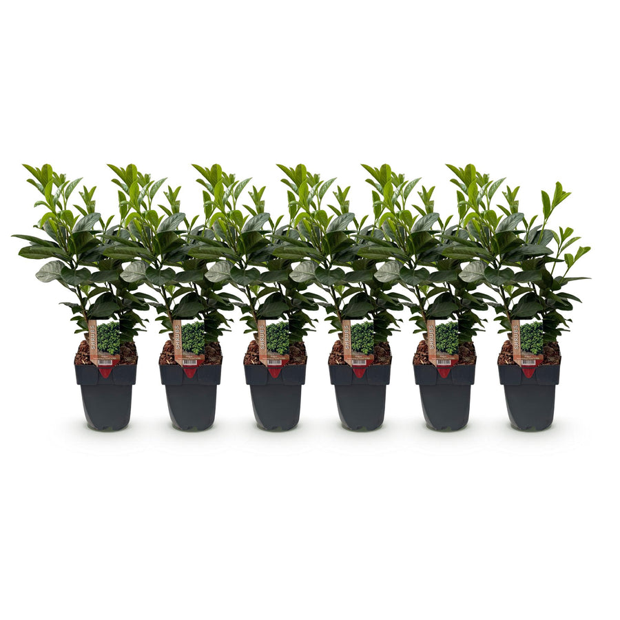 Prunus laurocerasus Etna — Laurierkershaag, 6 planten (1 strekkende meter), 50 cm
