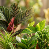 Groene Tweede Kans Box (12 stuks)
