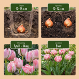 48x Tulipa Double Pink - Dubbele roze tulp - Roze - Voorjaarsbloeier - Bolmaat 11/12
