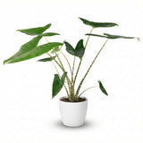 Green boutiQ - Kamerplant - Olifantsoor - Alocasia Zebrina - Groen - Weinig onderhoud - 1 Plant - met Potter Wit - Pot 21 cm - Hoogte 70 - 75cm