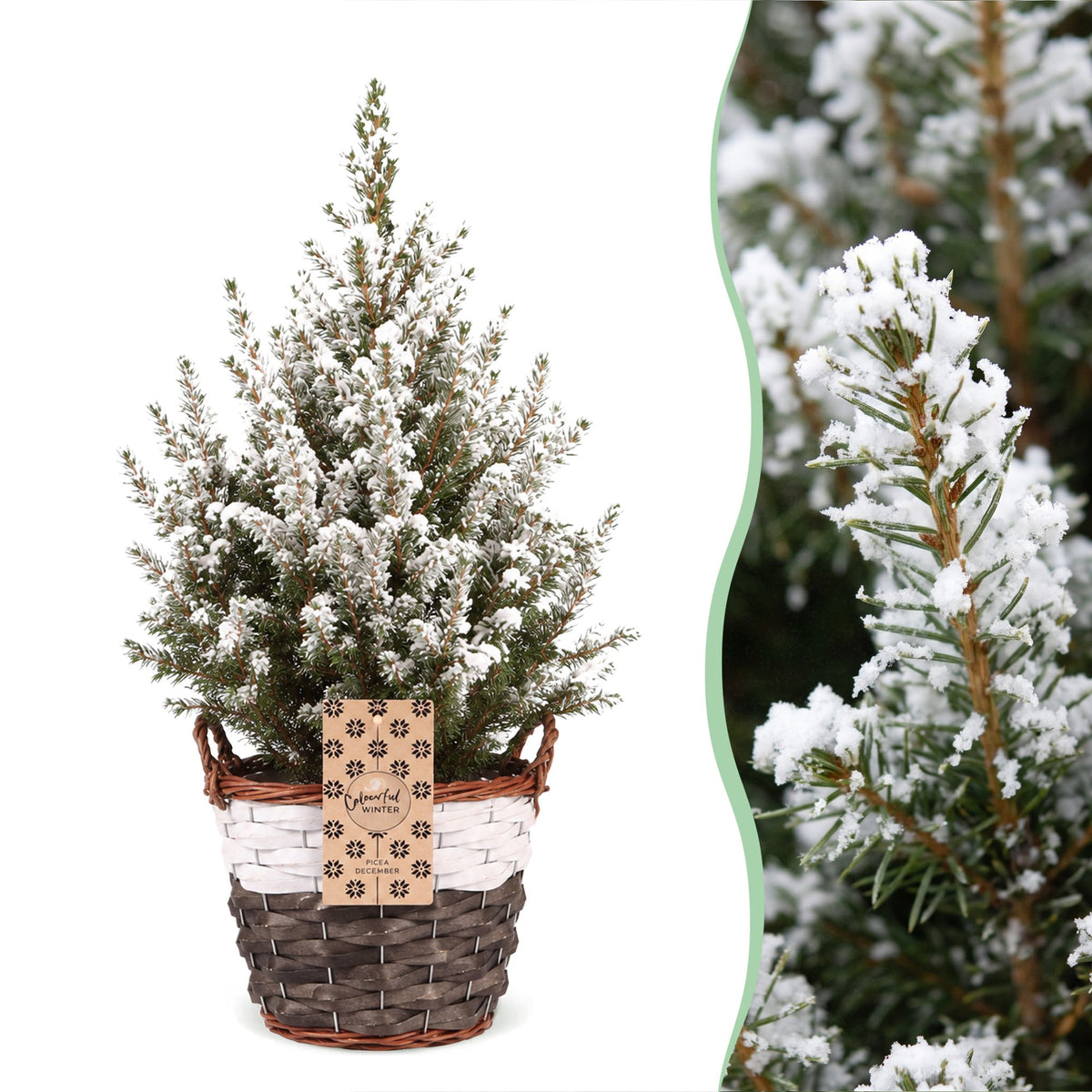 Kegelspar kerstboom besneeuwd — Ø17 cm, 65 cm hoog — met mand