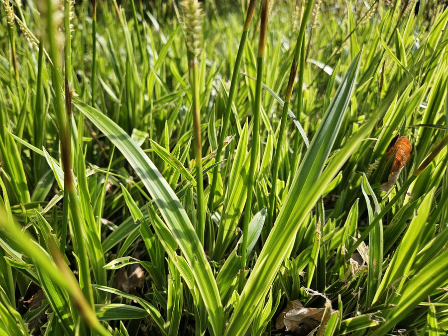 Carex morrowii 'Aureovariegata' – 12 planten · pot Ø9 cm · 10-25 cm hoog (foto 5)