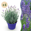 Green boutiQ - Tuinplant - Lavandula angustifolia Hidcote - Lavendel - Winterhard - Paars - 6 Planten - Pot 12cm - Hoogte 15-25cm