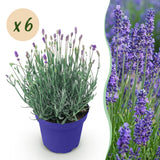 Green boutiQ - Tuinplant - Lavandula angustifolia Hidcote - Lavendel - Winterhard - Paars - 6 Planten - Pot 12cm - Hoogte 15-25cm