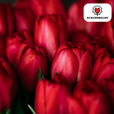 Tulpenbollen Ile de France — dieprode tulp, 20 stuks (maat 11/12)