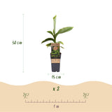 Green boutiQ - Fruitplant - Musa Basjoo - Bananenboom - Winterhard - Groen - 2 Planten - Pot 15cm - Hoogte 50cm