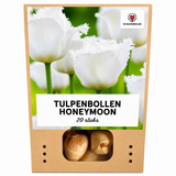 Tulpenbollen Honeymoon — witte kartelrandtulp, 20 stuks (maat 11/12)