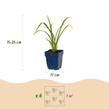 Green boutiQ - Vasteplant - Hemerocallis Mauna Loa - Daglelie - Bijen en Vlinderlokkers - Oranje - 1 Plant - Pot 11cm - Hoogte 15-25cm