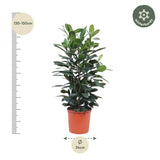 Ficus Cyathistipula struik - 140 cm - ø34