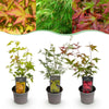 Green boutiQ - Tuinplant - Acer palmatum Tricolour - Rood-Groen-Oranje- 3 Planten - Blad verliezend - Weinig Onderhoud - Pot 12cm Hoogte 35cm