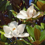 Green boutiQ - Tuinplant - Magnolia grandiflora - Bloem Wit - 1 Plant - Bladhoudend - Weinig Onderhoud - Pot 12cm Hoogte 30cm
