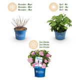 Green boutiQ - Tuinplant - Hydrangea Endles Summer The Original Pink - Hortensia - Winterhard - Roze - 1 Plant - Pot 14cm - Hoogte 20-25cm