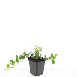 48x Vinca minor 'Argenteovariegata' - ↕10-25cm - Ø9cm