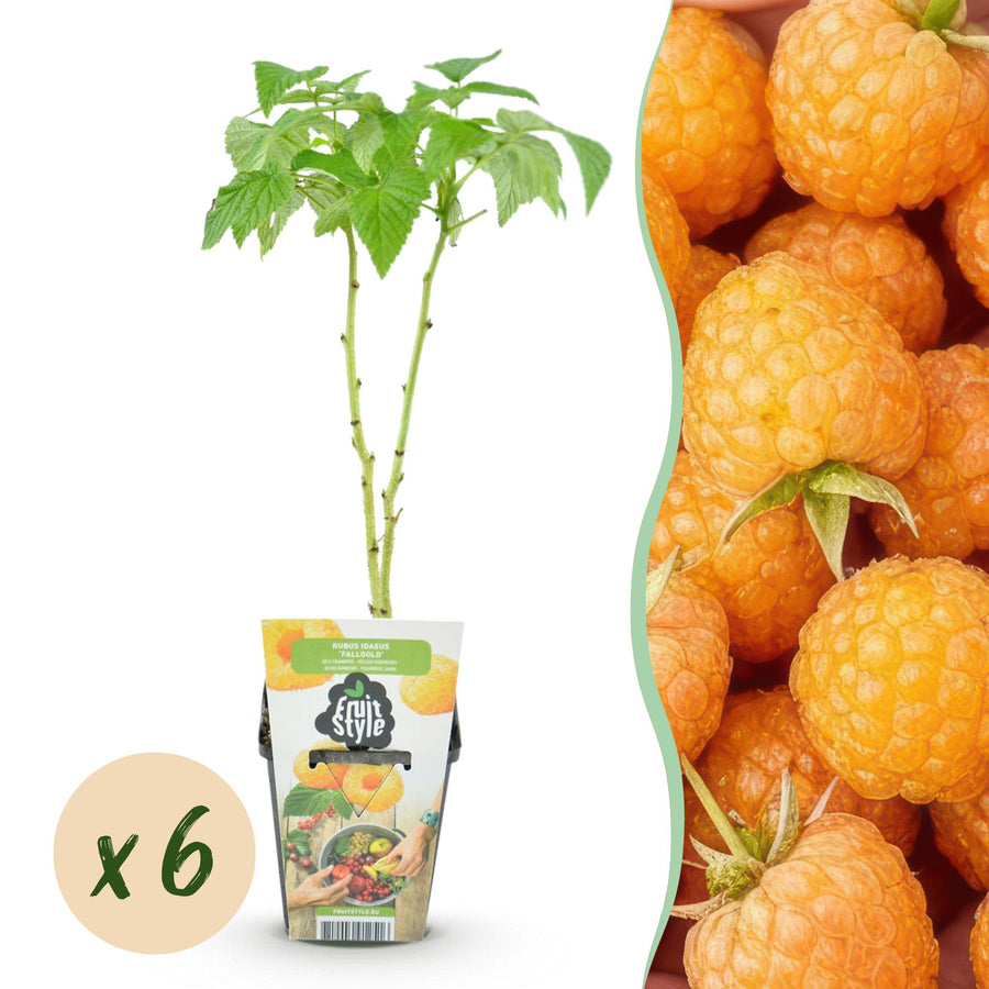 Rubus idaeus Fallgold – 6 planten