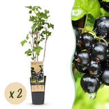 Green boutiQ - Fruitplant - Ribes nigrum Ben Nevis - Bessenplant - Winterhard - Zwarte Bes - 2 Planten - Pot 15cm - Hoogte 50cm