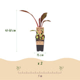 Green boutiQ - Fruitplant - Musa ensete Maurelli - Bananenboom - Winterhard - Rood-Groen - 2 Planten - Pot 15cm - Hoogte 50cm