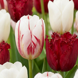 30x Tulipa Dutch Design - Tulp Dutch Design - Roze en Wit - Voorjaarsbloeier - Bolmaat 11/12