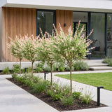 Salix Flamingo - Ø17cm - ↕70-80cm