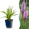 Green boutiQ - Vasteplant - Liatris spicata - Lampenkruid - Bijen- en vlinderlokkers - Paars - 24 Planten - Pot 11cm - Hoogte 15-25cm