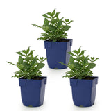 Green boutiQ - Vasteplant - Salvia nem. Sense Deepl Pink - Salie - Bijen en Vlinderlokkers - Roze - 3 Planten - Pot 11cm - Hoogte 15-25cm