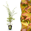 Green boutiQ - Tuinplant - Acer palmatum Sangokaku - Japanse Esdoorn - Bladverliezend - Groen - 1 - Pot 26cm - Hoogte 90cm