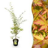 Green boutiQ - Tuinplant - Acer palmatum Sangokaku - Japanse Esdoorn - Bladverliezend - Groen - 1 - Pot 26cm - Hoogte 90cm