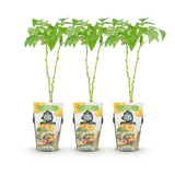 Green boutiQ - Fruitplanten - Framboos - Rubus idaeus Fallgold - Winterhard - 3 Planten - Pot 9 cm - Gele Framboos