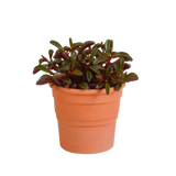 Peperomia graveolens - in terracotta pot