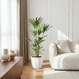 Green boutiQ - Kamerplant - Howea Forsteriana - Kentia Palm - Weinig Onderhoud - Groen - 1 Plant - met Potter Wit - Pot 21cm - Hoogte 120-130cm