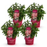 Green boutiQ - Tuinplant - Hydrangea panniculata Groundbreaker Ruby - Pluimhortensia - Winterhard - Rood - 4 Planten - Pot 14cm -Hoogte 20-25cm