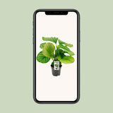 Calathea Orbifolia - Ø14cm - ↕50cm