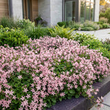 Green boutiQ - Vasteplant - Campanula posch. Lisduggan Variety - Ridderspoor - Bodembedekkend - Wit - 24 Planten - Pot 11cm - Hoogte 15-25cm