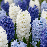 40x Hyacinthus Blue water mix - Blauwe hyacint - Blauw - Voorjaarsbloeier - Bolmaat 14/15