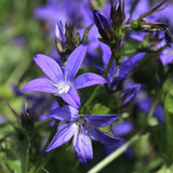 24x Campanula poscharskyana - ↕10-25cm - Ø9cm