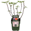 Ficus Gustissimo Perretta - Ø13 - ↨30cm