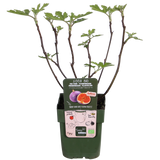 Ficus Gustissimo Perretta - Ø13 - ↨30cm