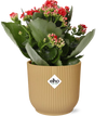 Kalanchoe Rosalina Don Justino Rood + ELHO Vibes Fold 14cm geel
