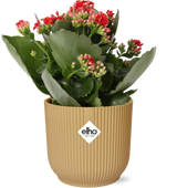 Kalanchoe Rosalina Don Justino Rood + ELHO Vibes Fold 14cm geel