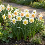 20x Narcissus Macaron Bloss - Narcissus Macaron Bloss - Wit en Geel - Voorjaarsbloeier - Bolmaat 12/14