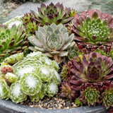 24x - Sempervivum Big Sam - Ø7cm - ↕10-12cm