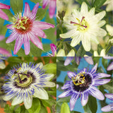 Green boutiQ - Passiebloem - Passiflora Rainbow- Bloem Roze Wit Paars Groen - Weinig onderhoud - 4 planten - Pot 11cm Hoogte 40cm