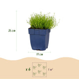 Green boutiQ - Vasteplant - Sagina subulata - Vetmuur - RotsPlant - Wit - 1 Plant - Pot 11cm - Hoogte 15-25cm
